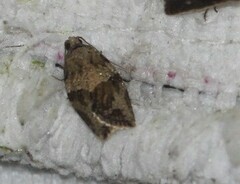 Epiphyas postvittana