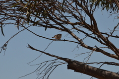 Acanthiza uropygialis