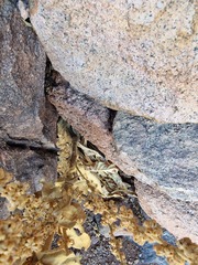 Verbascum sinaiticum