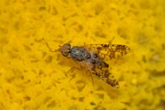 Austrotephritis poenia