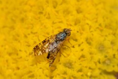Austrotephritis poenia