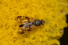 Austrotephritis poenia