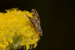 Austrotephritis poenia