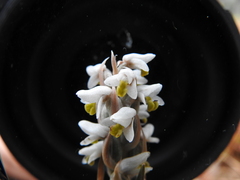 Zeuxine strateumatica