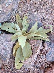 Verbascum sinaiticum