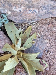 Verbascum sinaiticum