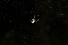 Leucauge dromedaria