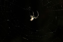 Leucauge dromedaria