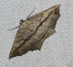 Polyacme subpulchra