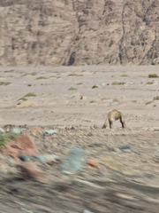 Camelus dromedarius