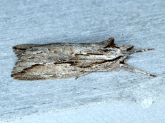 Ecnomodes sagittaria