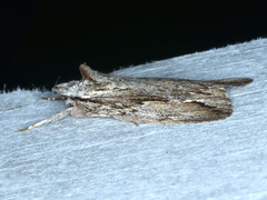 Ecnomodes sagittaria