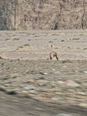 Camelus dromedarius