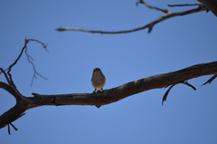 Acanthiza uropygialis