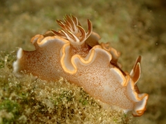 Glossodoris rufomarginata
