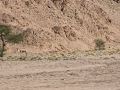 Camelus dromedarius