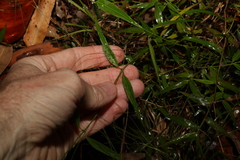 Secamone elliptica
