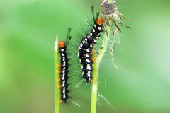 Nyctemera adversata