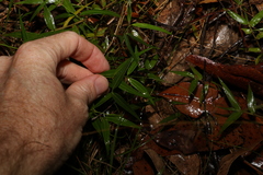Secamone elliptica