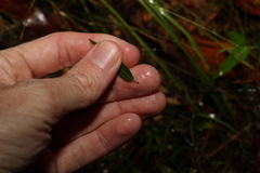Secamone elliptica
