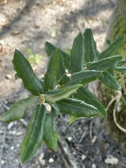Quercus geminata