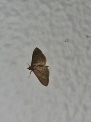 Herpetogramma licarsisalis