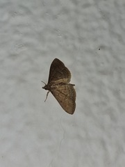 Herpetogramma licarsisalis