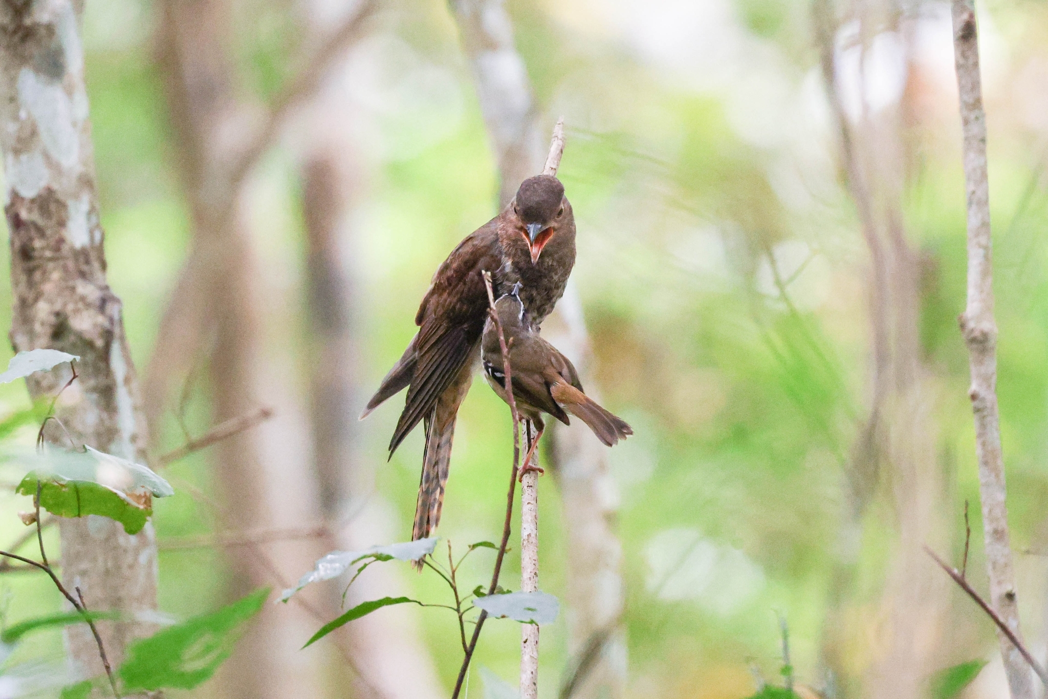 Fan-tailed Cuckoo (Cacomantis flabelliformis)