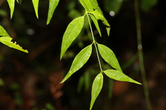 Secamone elliptica