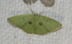 Comostola leucomerata