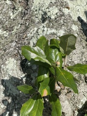 Quercus minima