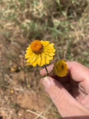 Xerochrysum viscosum