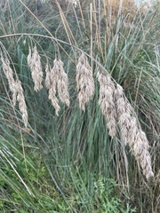 Ampelodesmos mauritanicus