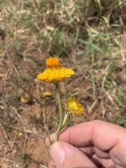 Xerochrysum viscosum