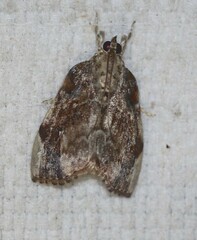 Crocidolomia suffusalis