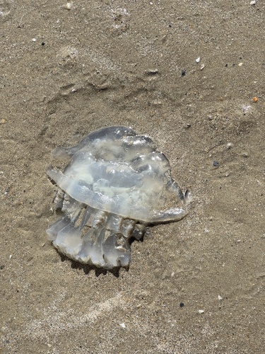 Cannonball Jelly photographed in Texas