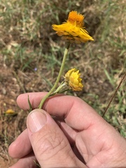 Xerochrysum viscosum