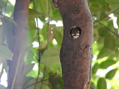 Picumnus innominatus