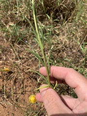 Xerochrysum viscosum