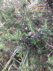 Erica arborea