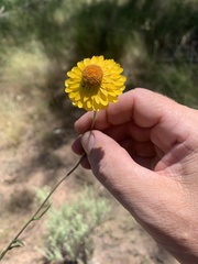 Xerochrysum viscosum