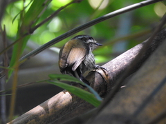 Picumnus innominatus