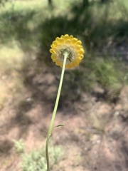 Xerochrysum viscosum