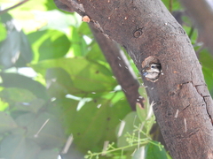 Picumnus innominatus