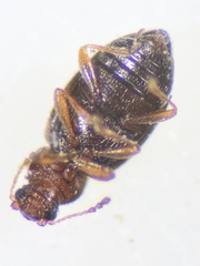 Corticarina