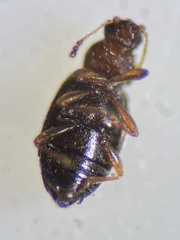 Corticarina