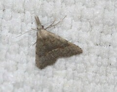 Trigonistis asthenopa