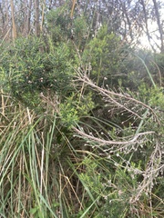 Erica arborea