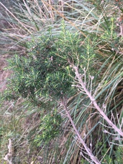 Erica arborea