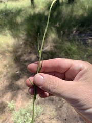Xerochrysum viscosum